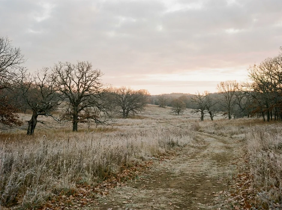 Oak savanna landscape at sunrise with scattered trees